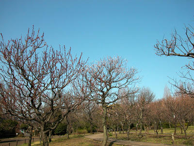 相模原北公園-梅