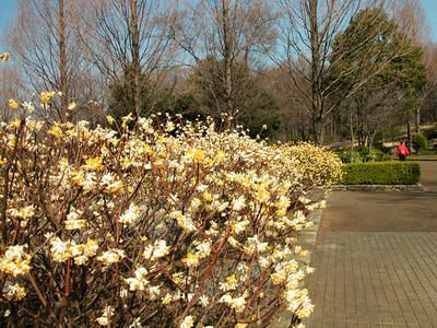 相模原北公園-ミツマタ