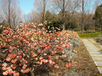 相模原北公園-ミツマタ