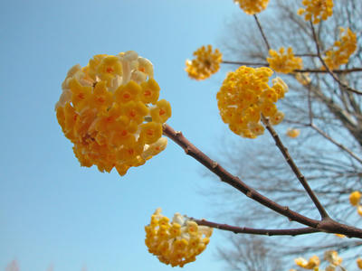 相模原北公園-ミツマタ