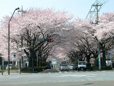 相模原の桜