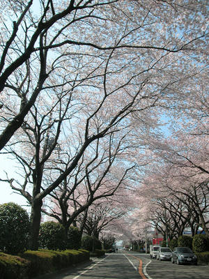 相模原の桜