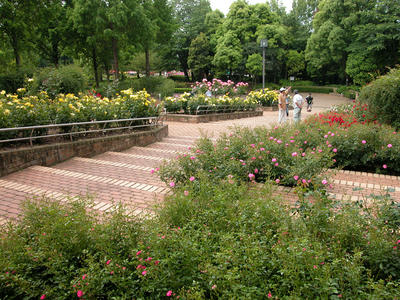 相模原北公園のバラ