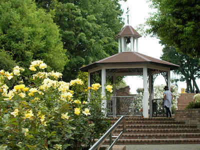 相模原北公園のバラ