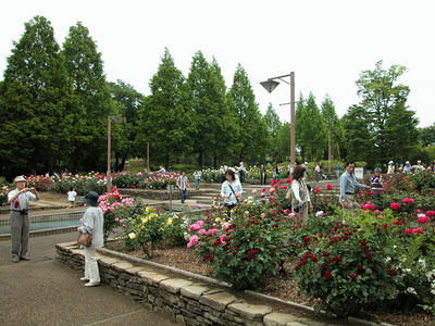 相模原北公園のバラ2-2008