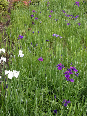 相模原北公園の菖蒲