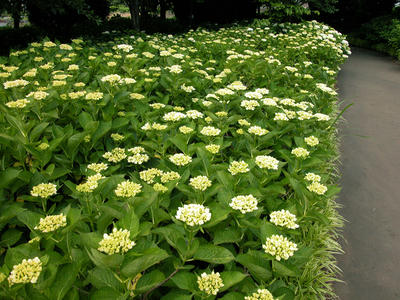 相模原北公園のアジサイ