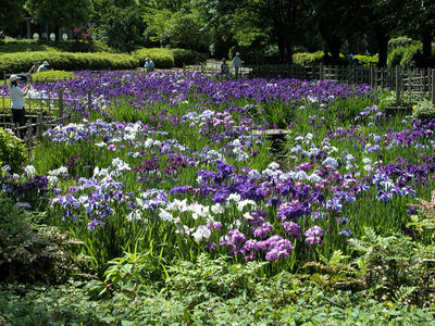 相模原北公園の菖蒲