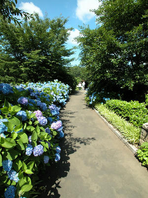 相模原北公園のアジサイ