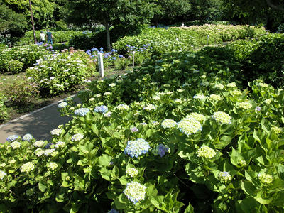 相模原北公園のアジサイ