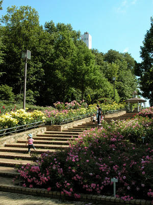 相模原北公園のバラ