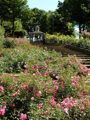 相模原北公園のバラ