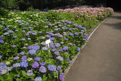 相模原北公園のアジサイ