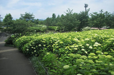 相模原北公園のアジサイ