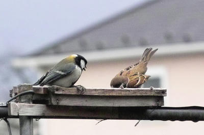 シジュウカラとスズメ