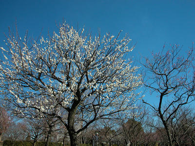 相模原北公園の梅