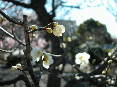 相模原北公園の梅
