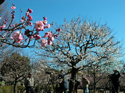 相模原北公園の梅