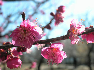 相模原北公園の梅
