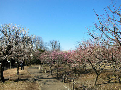 相模原北公園の梅