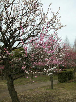 相模原北公園の梅
