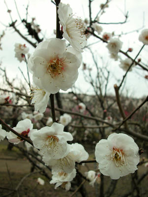 相模原北公園の梅