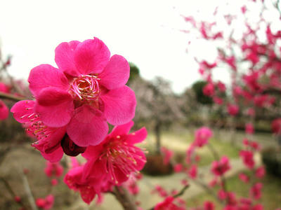 相模原北公園の梅