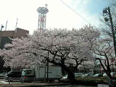 相模原市役所通りの桜