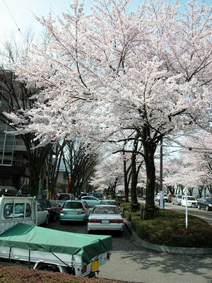 相模原市役所通りの桜