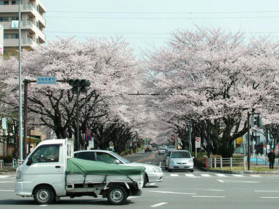 相模原市役所通りの桜