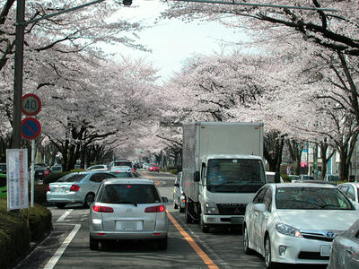 相模原市役所通りの桜