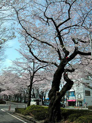 相模原市役所通りの桜