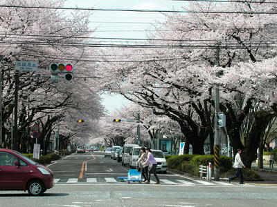 相模原市役所通りの桜
