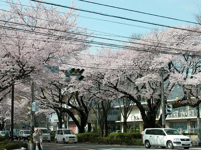 相模原市役所通りの桜