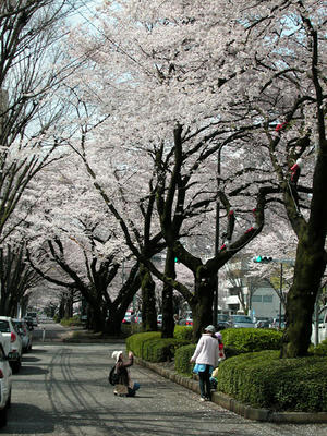 相模原市役所通りの桜
