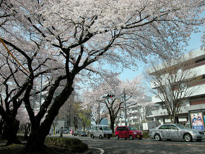 相模原市役所通りの桜