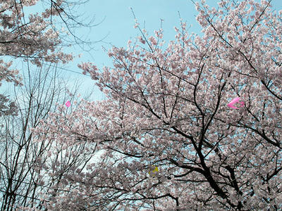 相模原市役所通りの桜