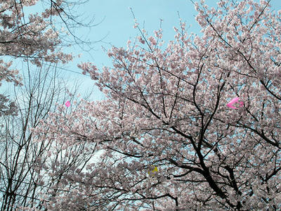 相模原市役所通りの桜