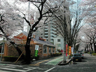 相模原市役所通りの桜
