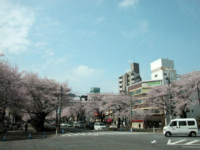 相模原市役所通りの桜