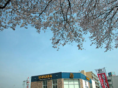 相模原市役所通りの桜