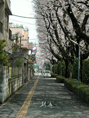 相模原の桜
