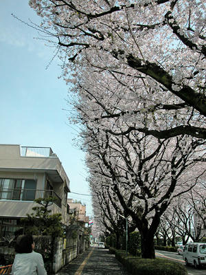 相模原の桜