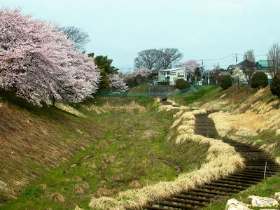 鳩川の桜