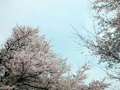 鳩川の桜