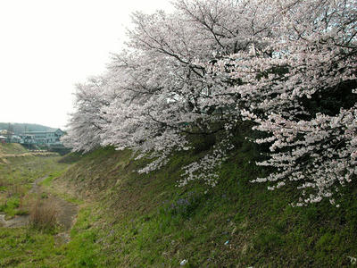 鳩川の桜