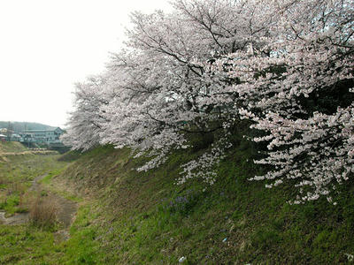 鳩川の桜