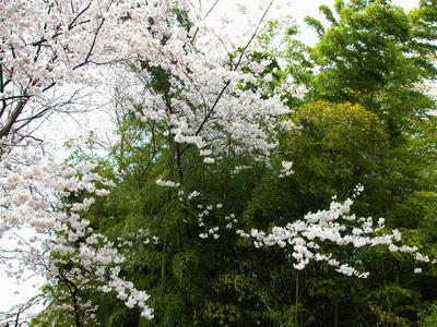 鳩川の桜