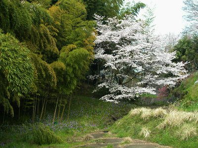 鳩川の桜
