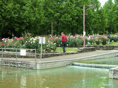 相模原北公園のバラ